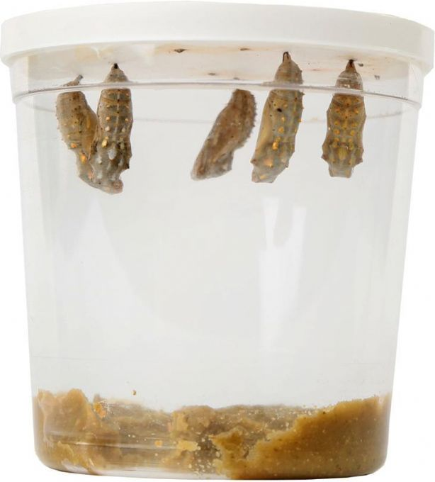 Refill Butterfly larvae 5 pcs, coupon version 6