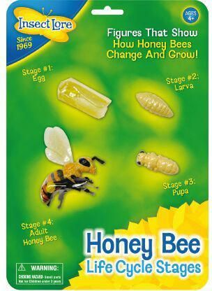 Lebencyklus Honig Biene version 2