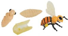 Lebencyklus Honig Biene