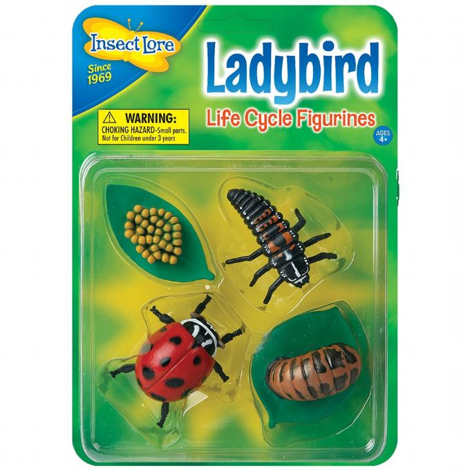 Ladybug life cycle version 2