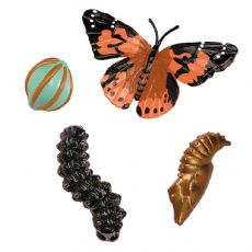 Life cycle Butterfly