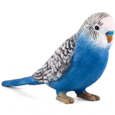 Budgerigar lintu, sininen