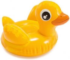 Swimming animal Duck