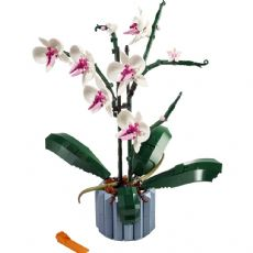 Orkide Blomst