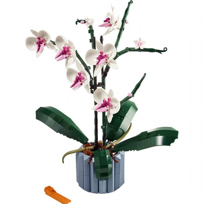 Billede af Orkide Blomst