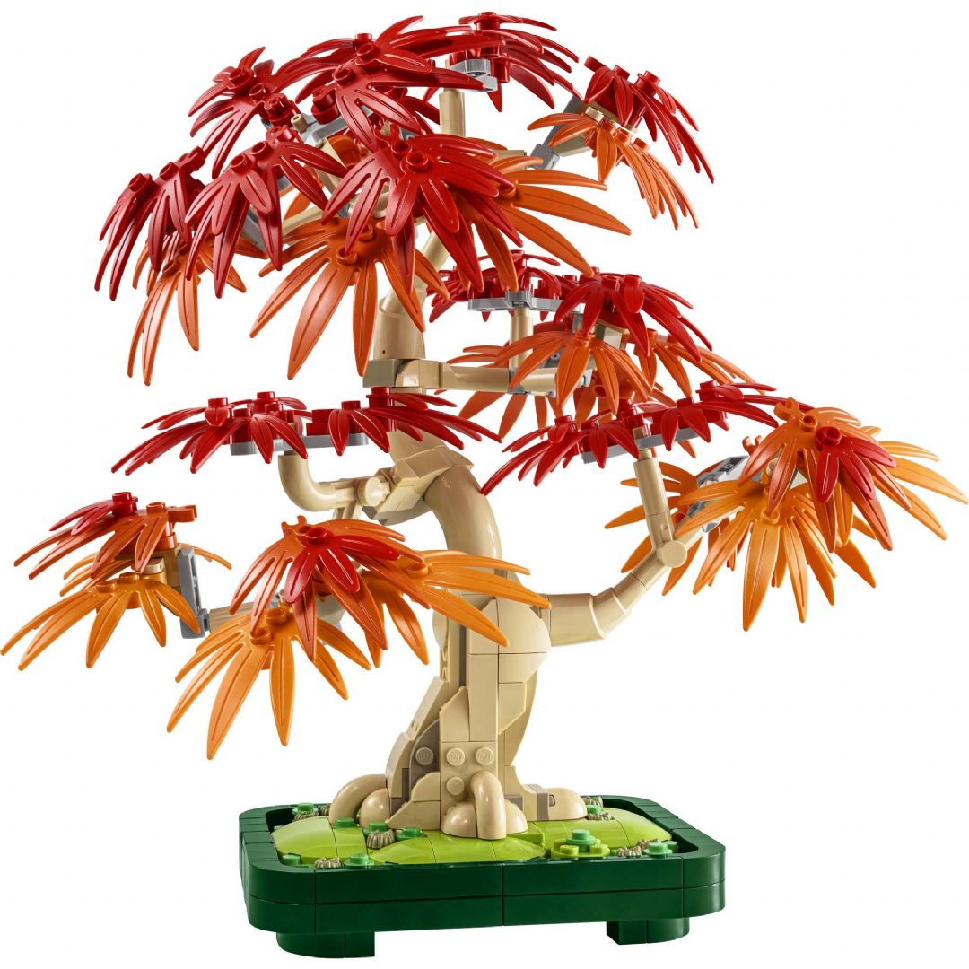 Bonsaitræ: Japansk løn Bonsaitræ: Japansk løn