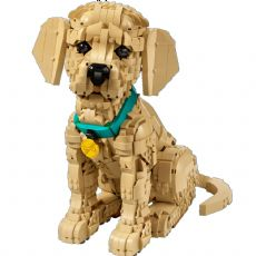 Kultaisennoutajanpentu