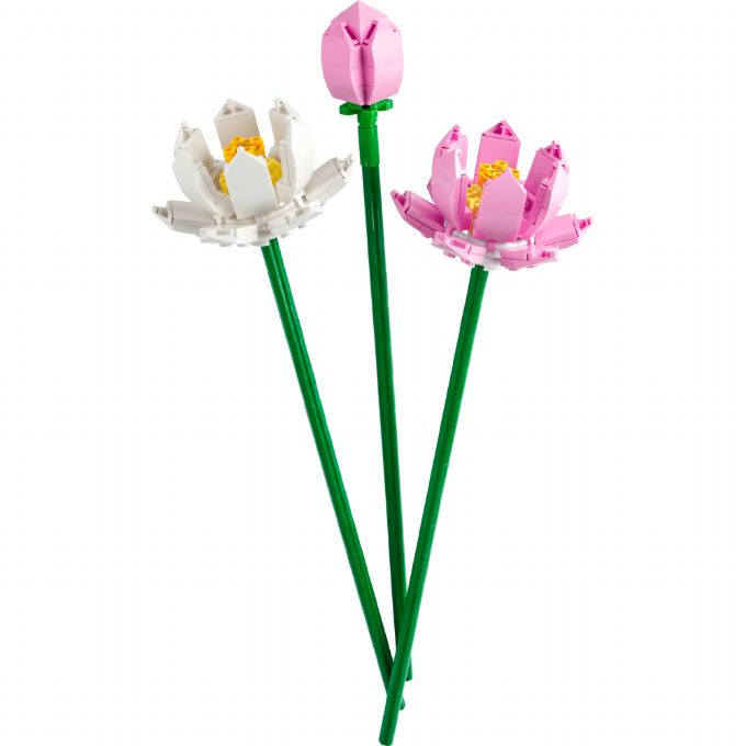 Lotus blomster version 1