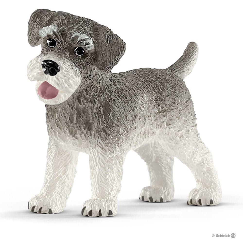 Dværgschnauzer