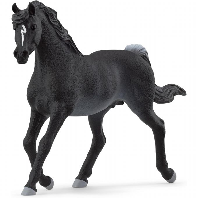 Black Arabian stallions version 1