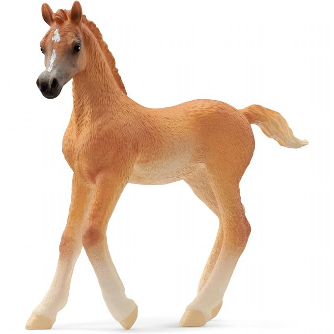 Arab foal version 1