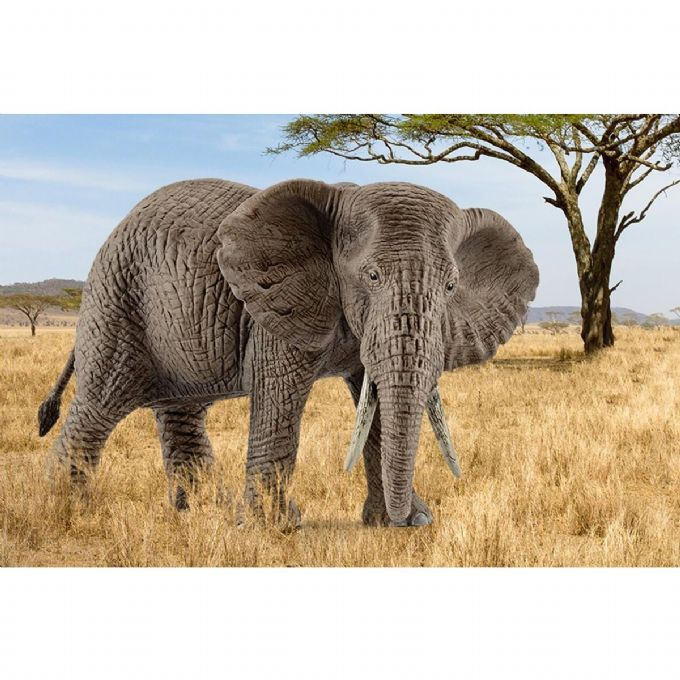 Afrikansk elefantku version 2