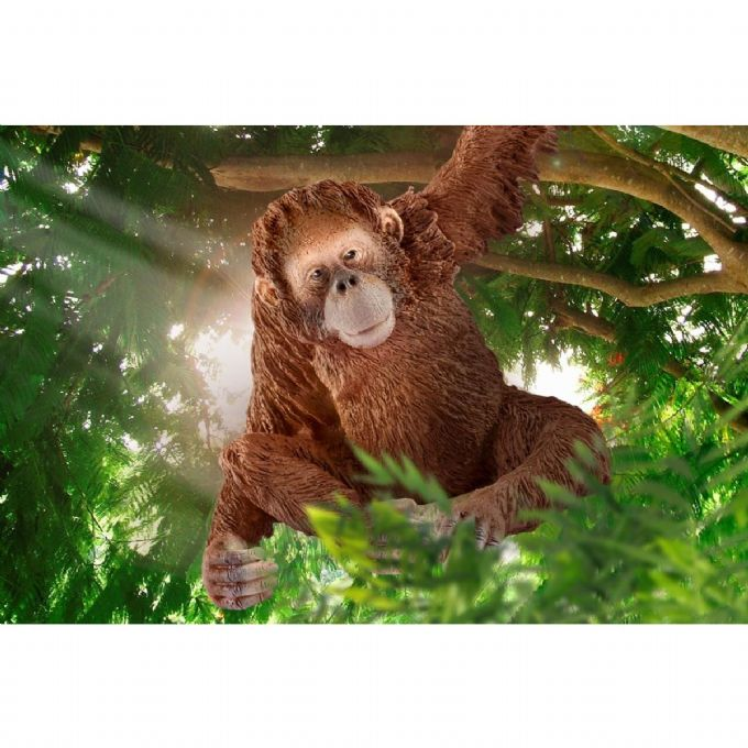 Female orangutan version 2
