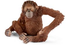 Orangutang, hunn