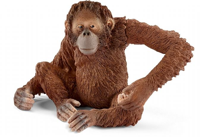 Orangutang, hunn version 1