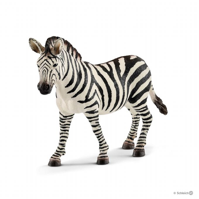Zebra mare version 1