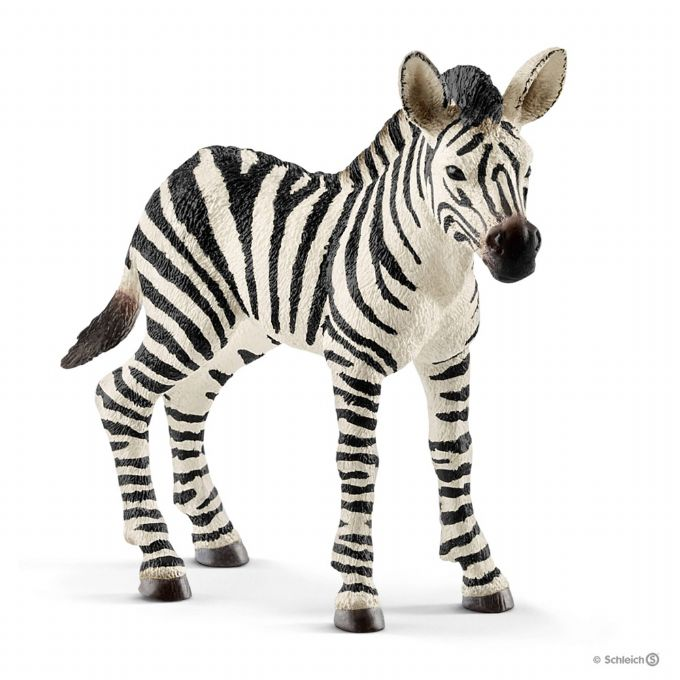 Zebra foal version 1