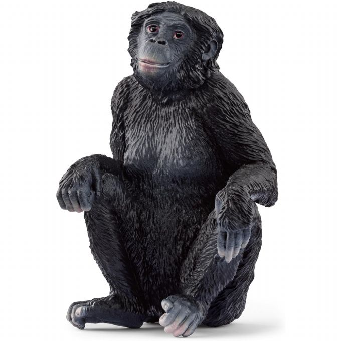 Female bonobo monkey version 1