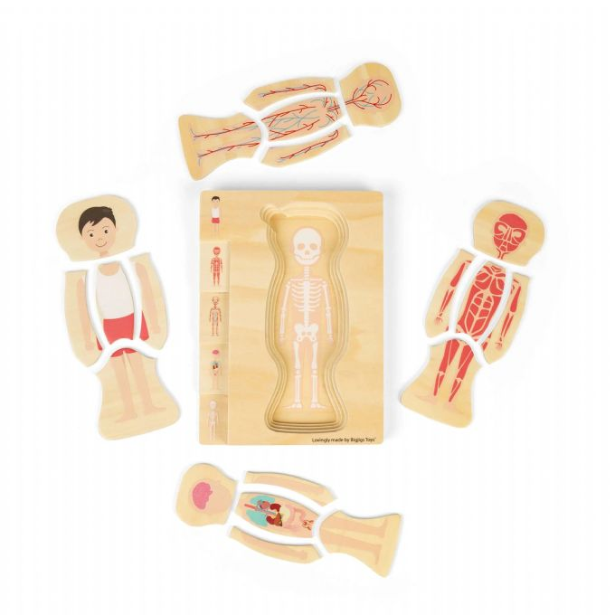 Puu Palapeli Anatomia, Poika version 2