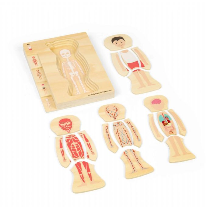 Puu Palapeli Anatomia, Poika version 3