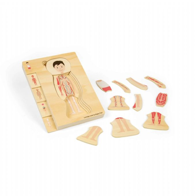 Puu Palapeli Anatomia, Poika version 4
