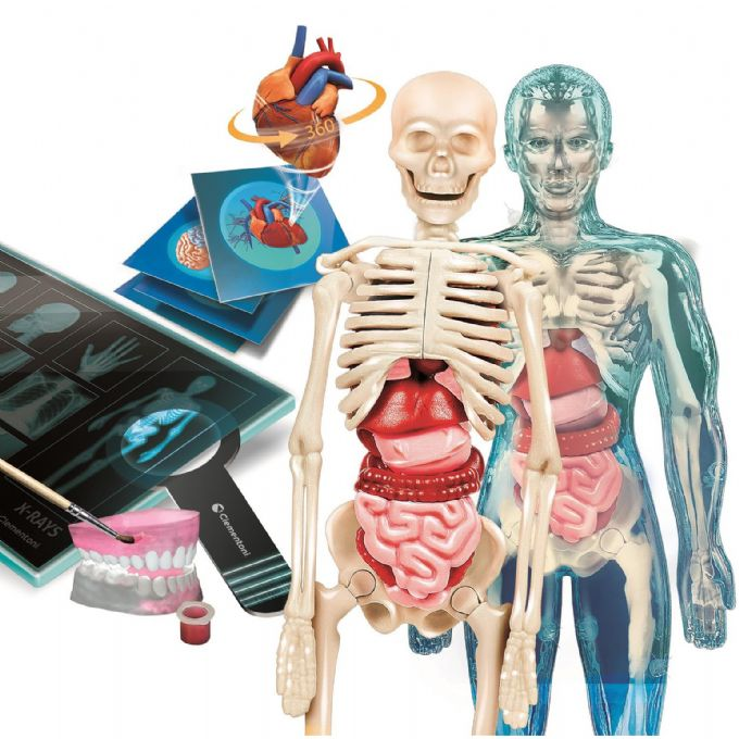 SUPER ANATOMY version 4