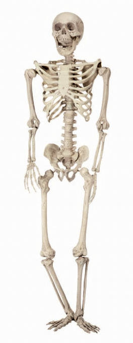Skeleton version 1