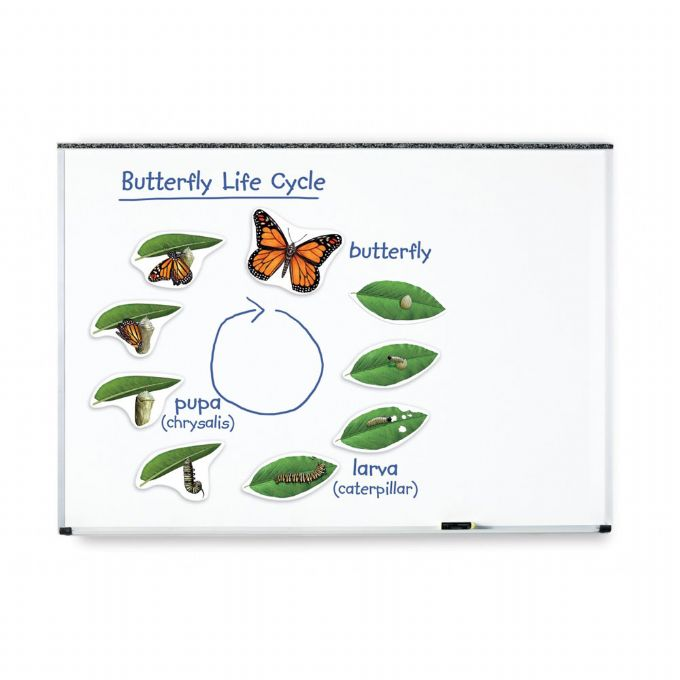 Stor magnetisk livssyklus - sommerfugl version 2