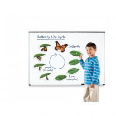 Large Magnetic Life Cycle - Butterfly